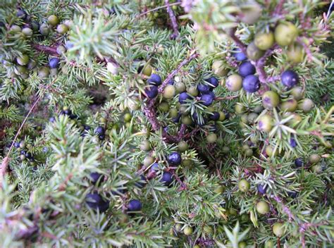 Jeneverbes Juniperus Communis De Kruidenwereld