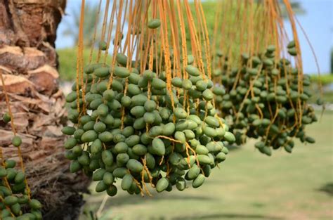 Free Images Tree Nature Branch Fruit Leaf Flower Food Green