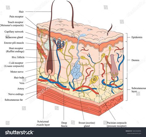 74686 Skin Anatomy Images Stock Photos And Vectors Shutterstock