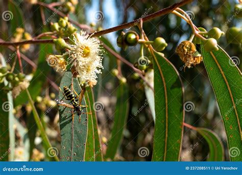 Eucalyptus Tereticornis Flowers White Flowers On Tree Stock Image