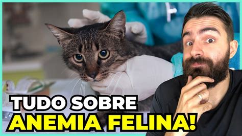 Anemia Em Gatos Causas Sintomas E Tratamento YouTube