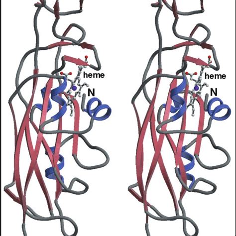 Stereo Ribbon Diagram Of Cytochrome F From C Reinhardtii Drawn With Download Scientific