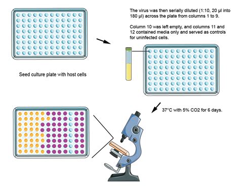 Dilution Assays At Romanafhiseyo Blog