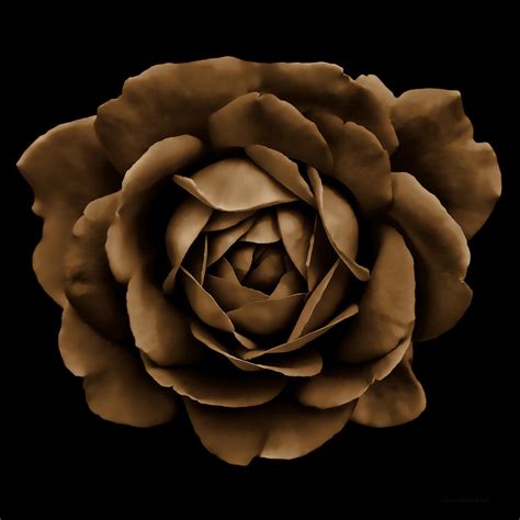 Dramatic Brown Rose Portrait Photograph By Jennie Marie Schell Fine