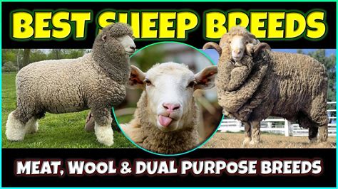 Best Sheep Breeds Meat Wool And Dual Purpose Sheep Breeds Youtube