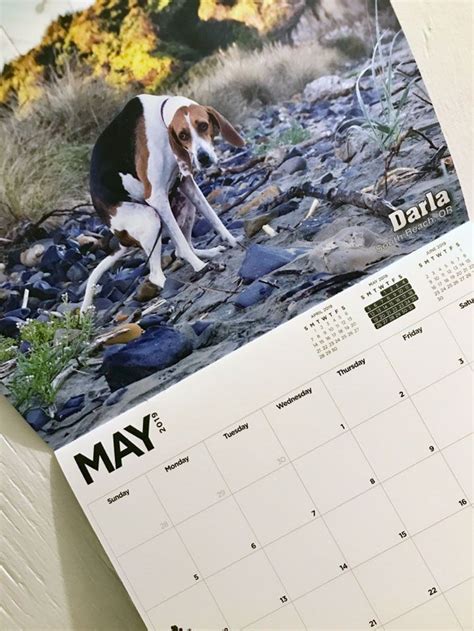 Le calendrier des chiens qui font caca 2019 est arrivé et cest le