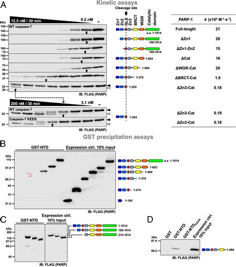 Caspase 7 Uses RNA To Enhance Proteolysis Of Poly ADP Ribose