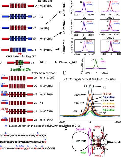 The N Terminus And 11ZF Domain Of CTCF And Its Target Sequence Are