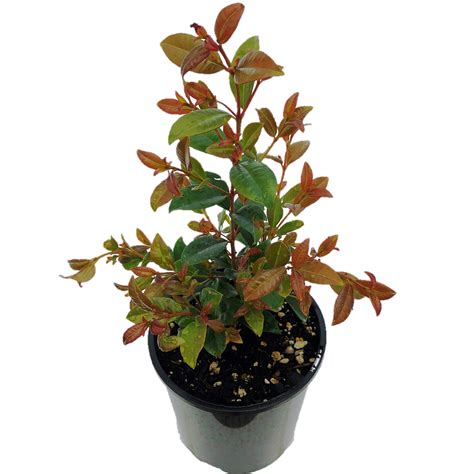 19l Bush Cherry Syzygium Australe Amber Glow Bunnings New Zealand