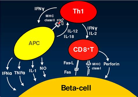 Figure From The Role Of The Cxcl Cxcr System In Type