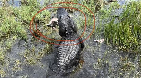 Alligator DEVOURING Snapping my Turtle at Loxahatchee Reserve in Florida!