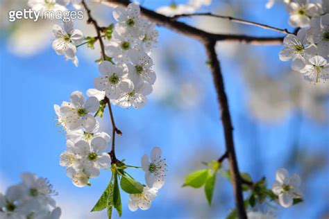 Twigs Of Cherry Tree With White Blossoming Flowers In Early Spring