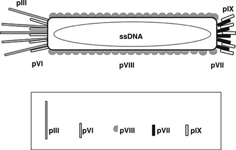 1 M13 Bacteriophage Particle A Single Stranded Dna Ssdna Genome Is Download Scientific