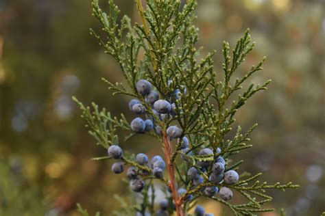 Utah Juniper