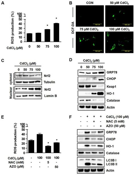 Cadmium Induced Oxidative Stress In Lung Fibroblasts A B Cells Were