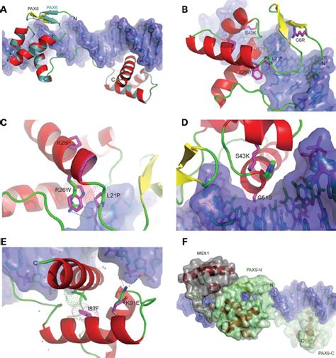 Structure Based Homology Models Of PAX9 Missense Mutant Paired Domains