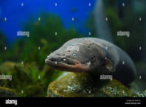 Electric Eel Face Hi Res Stock Photography And Images Alamy