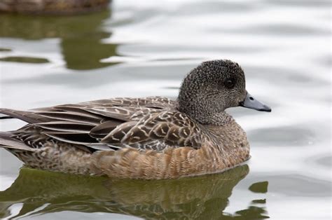 American Wigeon Facts, Distribution, Diet, Behavior, Images