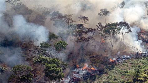 Taxa De Focos De Incêndio No Amazonas Ultrapassa A Média Registrada Em