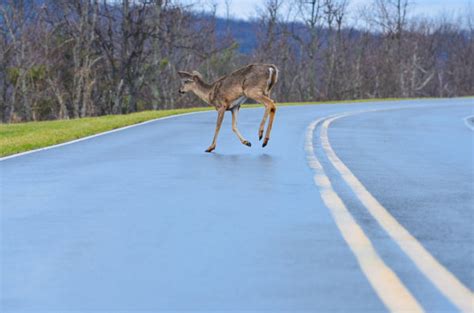 Deer Vehicle Collisions Where And When They Happen Most Often Plus