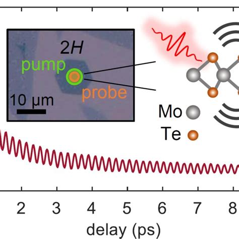 Intense And Long Lived Coherent Phonon Oscillations In Monolayer Download Scientific Diagram