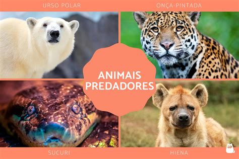 18 Animais PREDADORES Significado Tipos E Exemplos