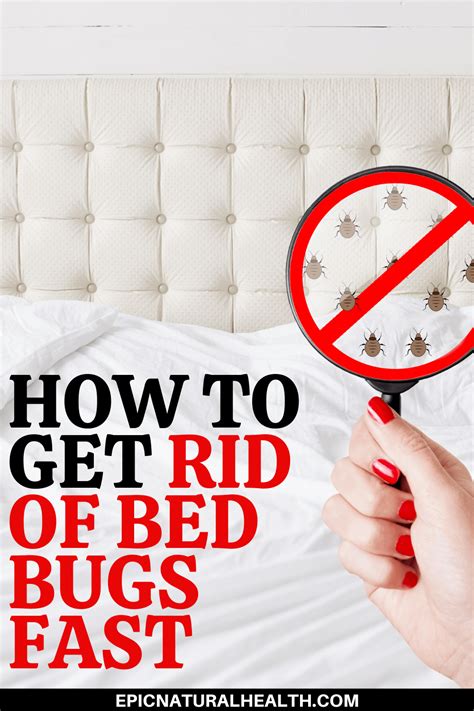 How To Get Rid Of Bed Bugs Fast Easily Yourself At Home Epic