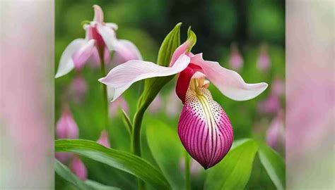 Minnesota State Flower Pink And White Lady S Slipper Meaning And