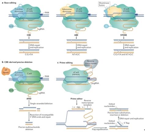 Crispr Cas