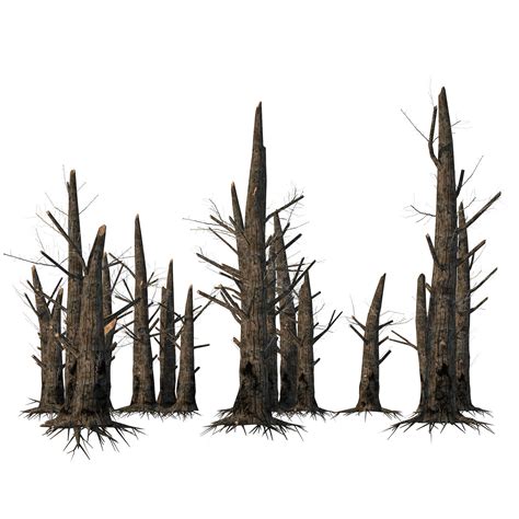 Burnt Trees