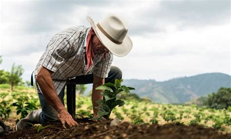 Sembrando Vida Es El Programa De Reforestaci N M S Grande De M Xico