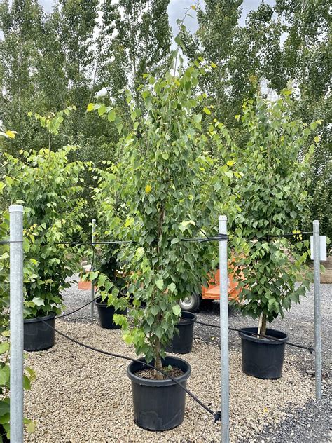 Tilia Cordata Greenspire Cm Pot M High Warners Nurseries