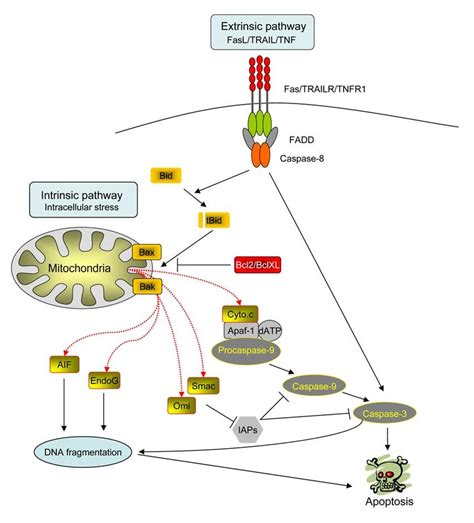 Intrinsic Apoptosis Pathway