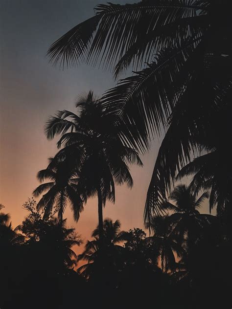 Palm Tree · Free Stock Photo