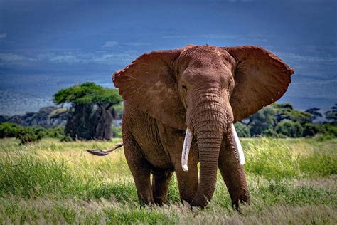 African Elephant Bull - Amboseli Photograph by Eric Albright - Pixels