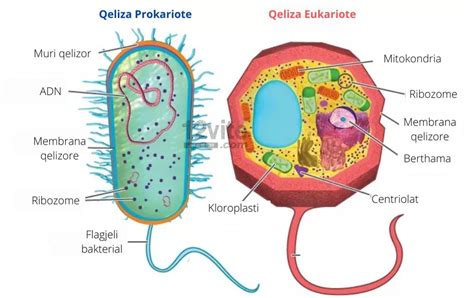 4. Gjallesat prokariote dhe eukariote | Biologjia për Maturën Shtetërore