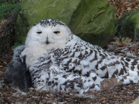 Snowy Owl Diet In Captivity What Do Orcas - consumerposts