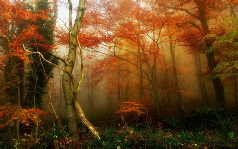 Autumn trees wallpaper, nature, trees, forest, mist HD wallpaper ...