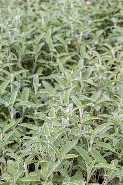 Spice Plant Sage Salvia Officinalis In The Vegetable Garden