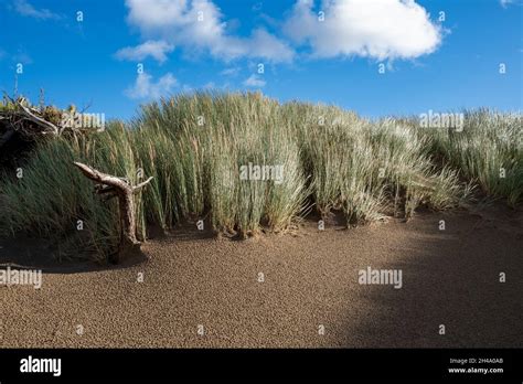 Grass On The Sand Dunes Blowing In The Wind Formby Beach Stock Photo