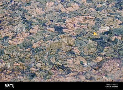 Rotting Vegetation Hi Res Stock Photography And Images Alamy