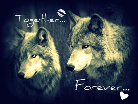 🔥 [40+] Wolves in Love Wallpapers | WallpaperSafari