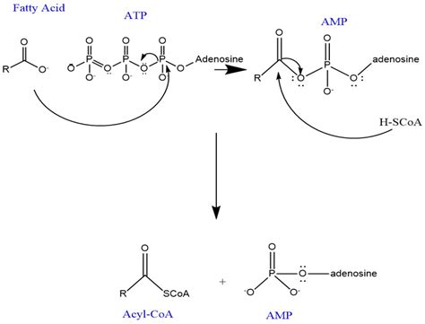 Beta Oxidation Of Fatty Acids Chemtalk