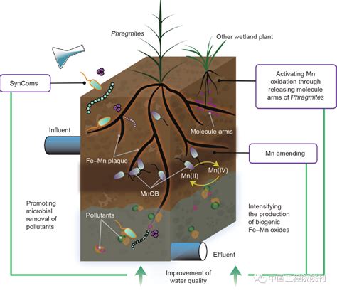 湿地芦苇根系微生物群落组成与环境应用丨Engineering 手机新浪网