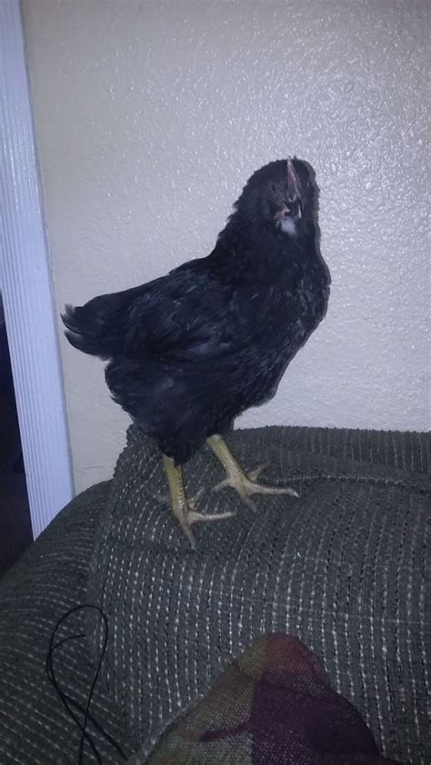 Black Sex Link Male Or Female Page BackYard Chickens Learn How To Raise Chickens