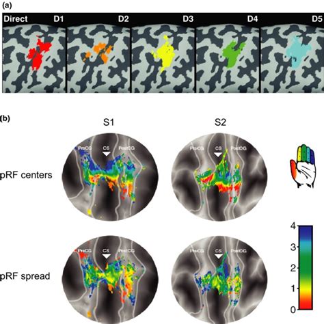 Encoding Of Kinetic And Kinematic Movement Parameters In The