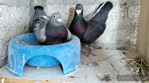 Construcci N Del Nido De Palomas Mensajeras Aves Colombofilia