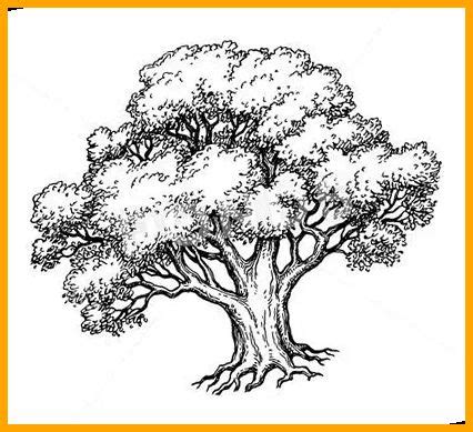 Oak Tree Drawings Tree Drawings Pencil Tree Drawing Simple Art