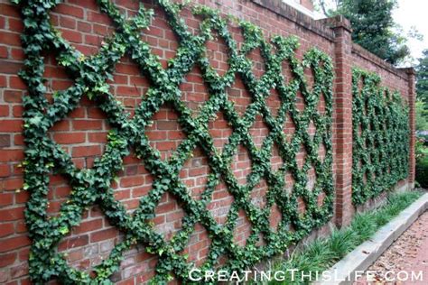 Georgetown Brick Wall And Ivy Trellis Flowers