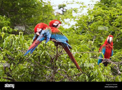 Red And Green Macaws In Rainforest Ara Chloroptera Tambopata National